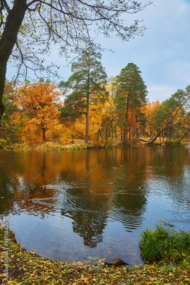 Obraz premium autumn landscape with yellow trees over the river and reflection of trees in the water on a sunny day. Golden autumn