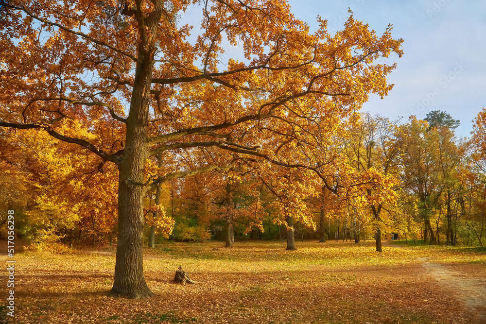 Beautiful autumn calm nature landscape.Sunny autumn scene with land covered by orange and red leaves in empty park.Concept of beauty of autumn nature. Beautiful autumn calm nature landscape.Sunny autumn scene with land covered by orange and red leaves in empty park.Concept of beauty of autumn nature.