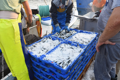 Quadro su tela fish unloading in the port of La Escala, Costa Brava, Girona province, Catalonia