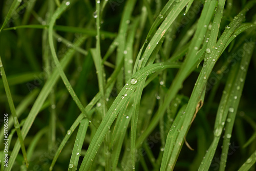 grass with dew drops, close up © Ricardo