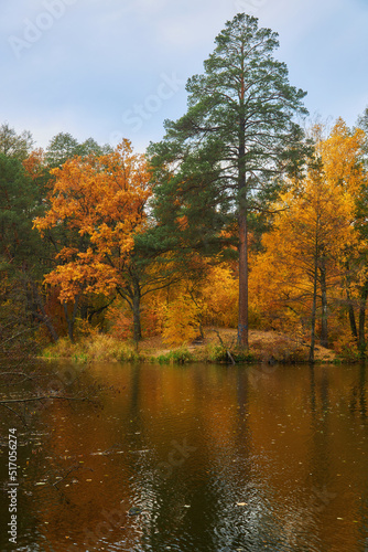 landscape of golden autumn forest edge with birches and water beautiful reflection of trees