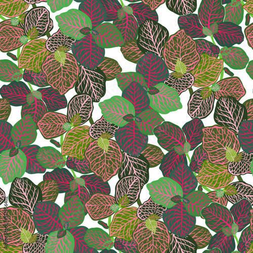 Houseplants. Botanical vector illustration pattern. Light background.Variegated plants, multi colored leaves. Fittonia