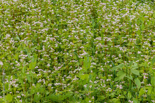 Field with blooming buckwheat or common buckwheat a retro grain-like product for buckwheat flour taht beomers more popular in The Netherlands