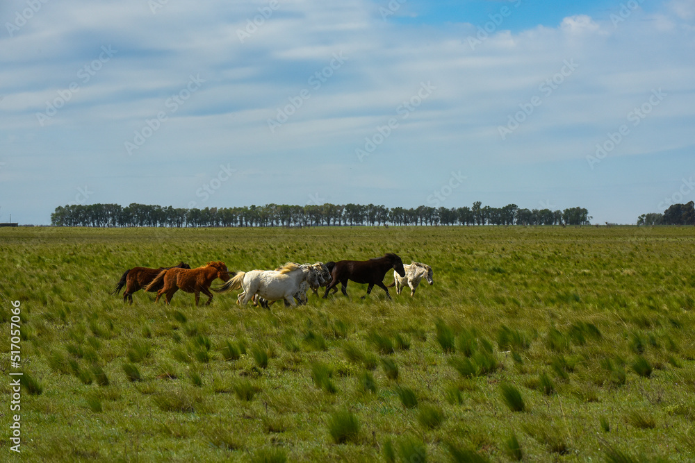Φωτογραφία Herd of horses in the coutryside, La Pampa province, Patagonia,  Argentina