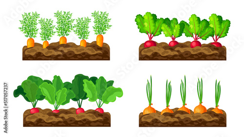 Set of growing vegetables in the garden in cartoon style. Vector illustration of growing onions, carrots, beets, radishes on white background.