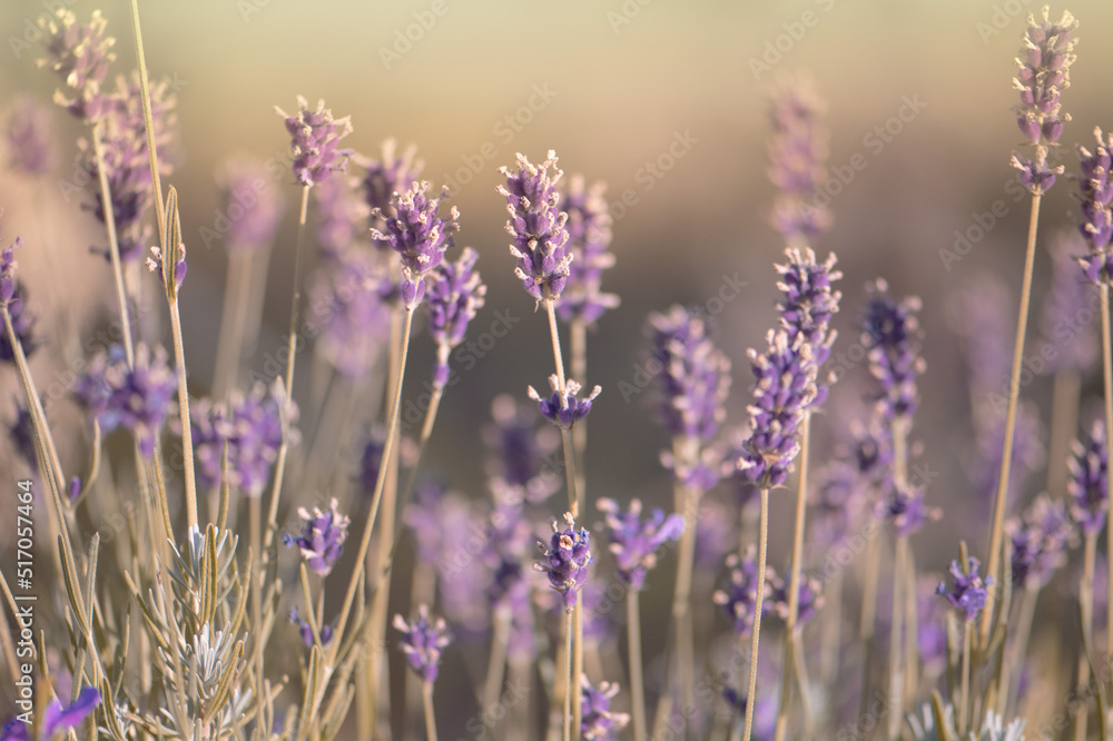 Obraz premium Sonniger Juli Tag, Lavendel, Abendsonne