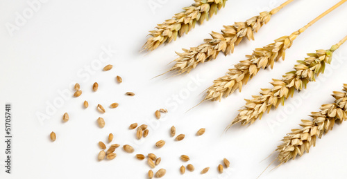 Golden ears of wheat close-up on a white background. Artistic design. The concept of a bountiful harvest.