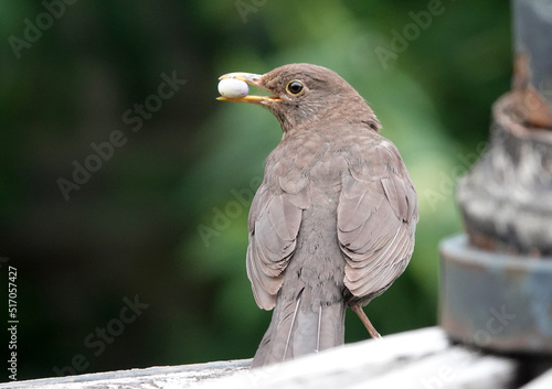 This female blackbird has found something nice to eat. It looks like a cocoon. The background is dark green and blurred. photo