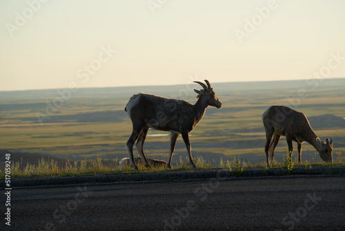 Rocky Mountain Big Horn Sheep