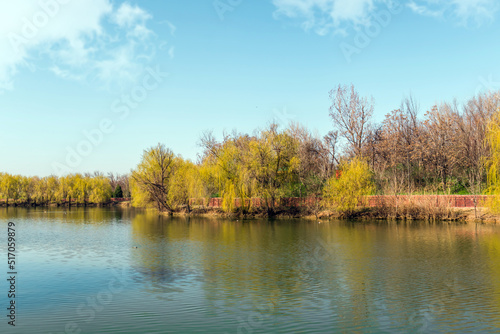 Willow trees in the park by the lake in spring