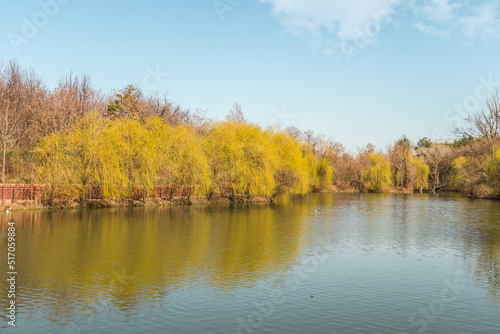 Willow trees in the park by the lake in spring © kvdkz