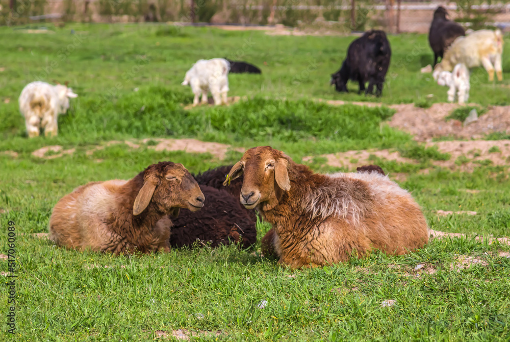 Beautiful young lambs sleep on the field