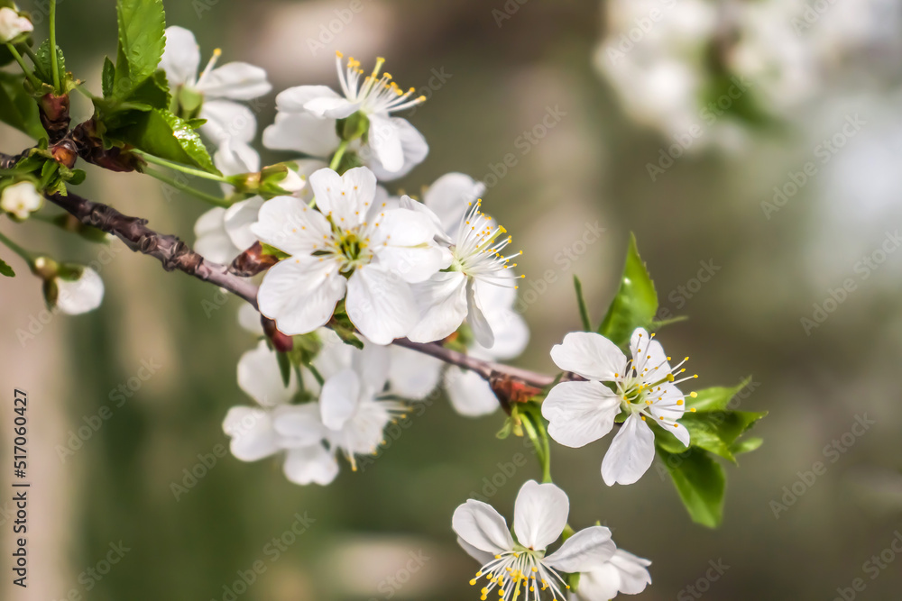 White cherry flowers in spring in nature.