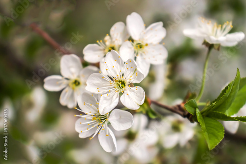 White cherry flowers in spring in nature.
