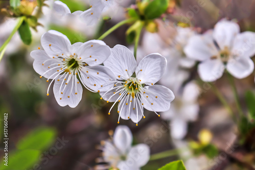 White flowers bloom on the trees. Spring landscape with cherry blossoms. Beautiful blooming garden on a sunny day.