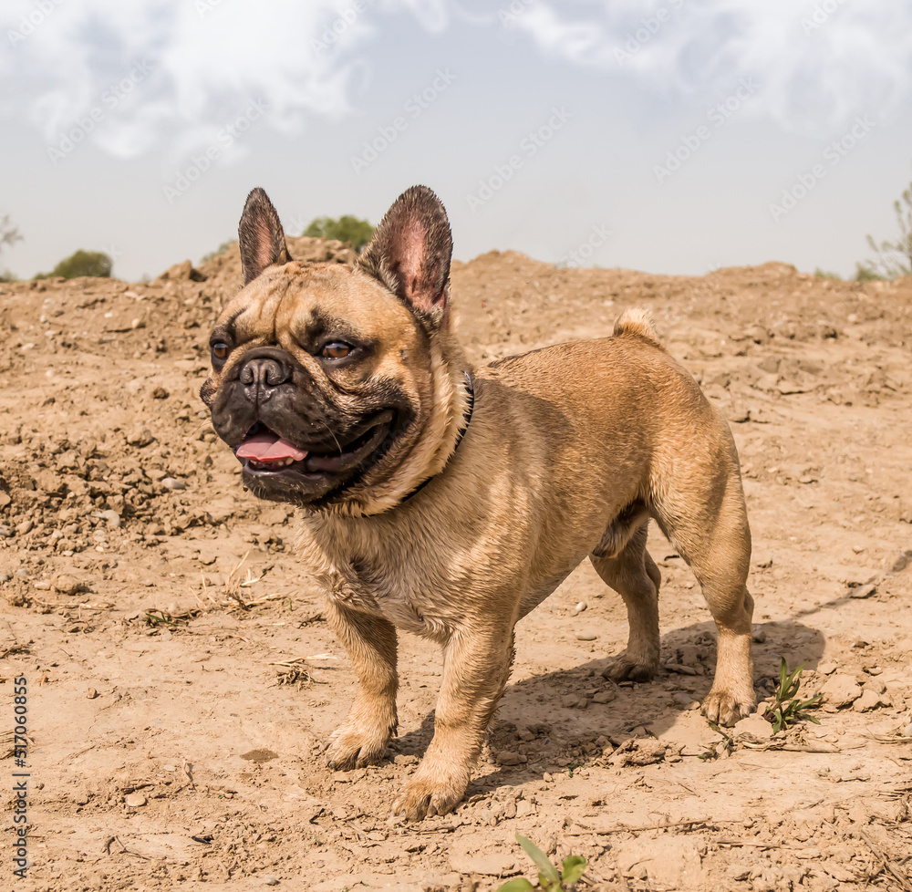 Fototapeta premium Dog breed french bulldog in the desert