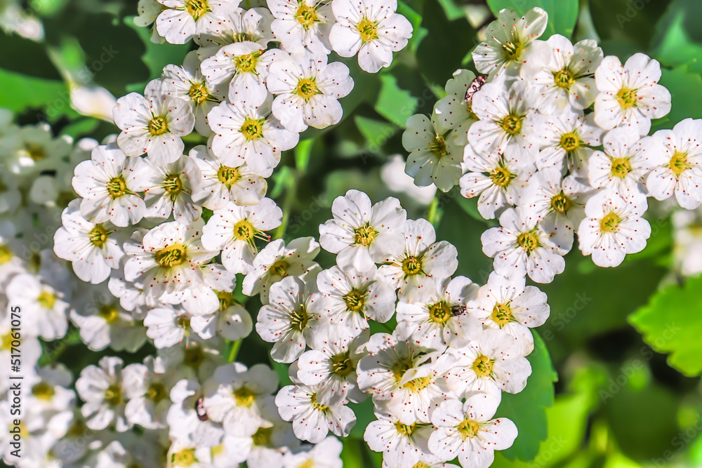 cantoniensis. spirea flower. white spirea flower. spirea flower background. white spirea Cantonese. cantoniensis. spirea flower. white spirea flower. spirea flower background. white spirea Cantonese.