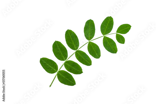 Acacia branch in spring on a white background