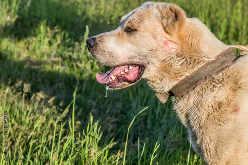 Wallpaper Mural Saliva in dog's mouth after a fight Torontodigital.ca