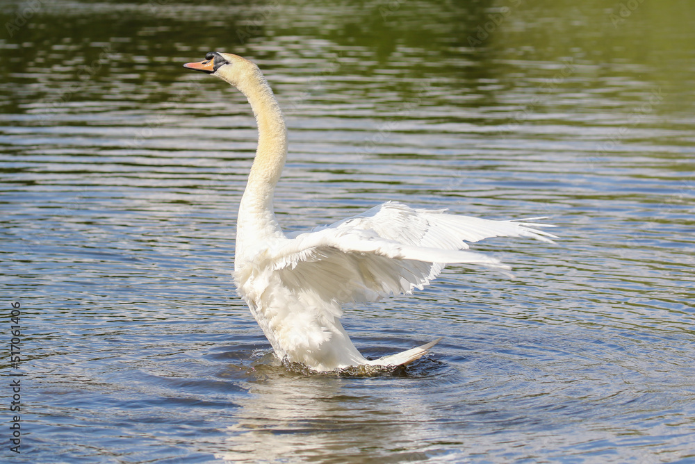 Fototapeta premium Mute Swan, United Kingdom