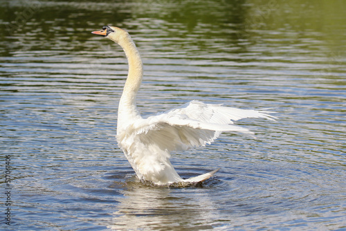 Mute Swan  United Kingdom