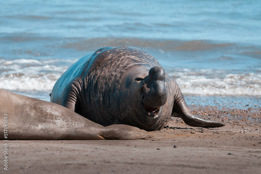 Fototapeta premium Male elephant seal, Peninsula Valdes, Patagonia, Argentina