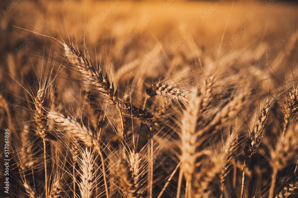 Golden wheat field in orange sunset light. Photo for harvest, food industry, bakers and farmers. Close-up of an ear of wheat in a yellow field. Golden wheat field in orange sunset light. Photo for harvest, food industry, bakers and farmers. Close-up of an ear of wheat in a yellow field.