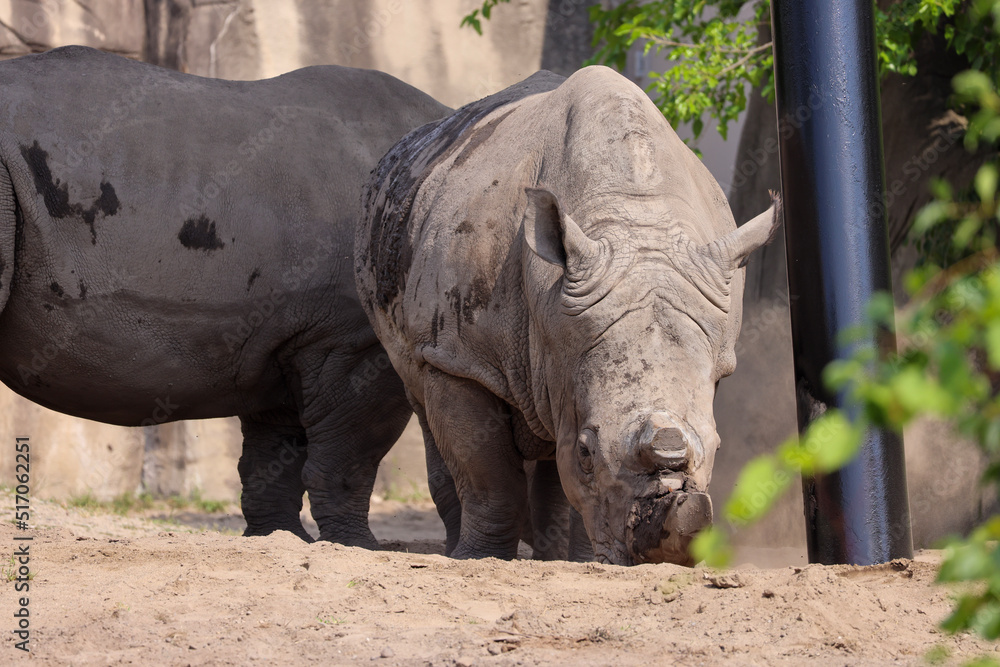 Naklejka premium white rhino with cut horn 
