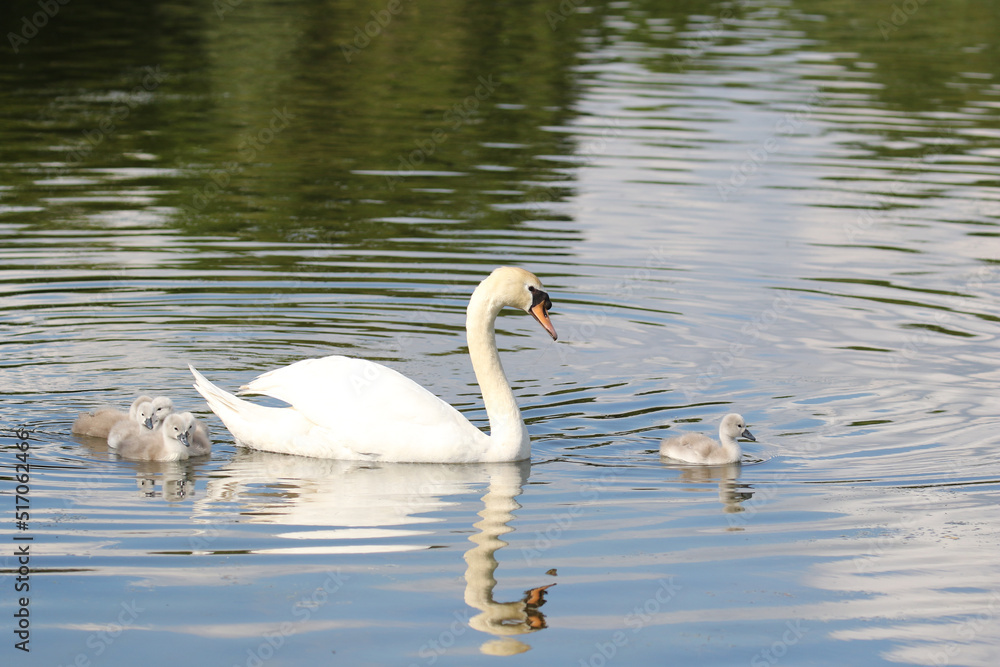 Naklejka premium Mute swan with cygnets, United Kingdom