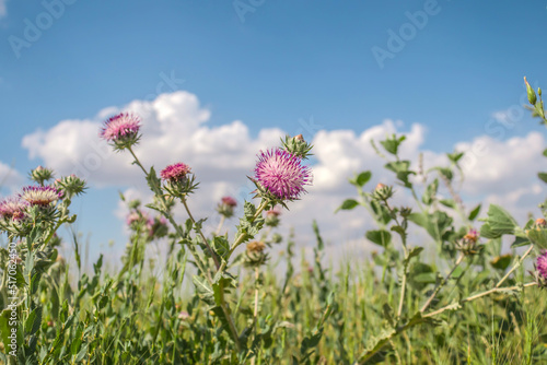 Thorny flowering plant milk thistle in nature against the sky