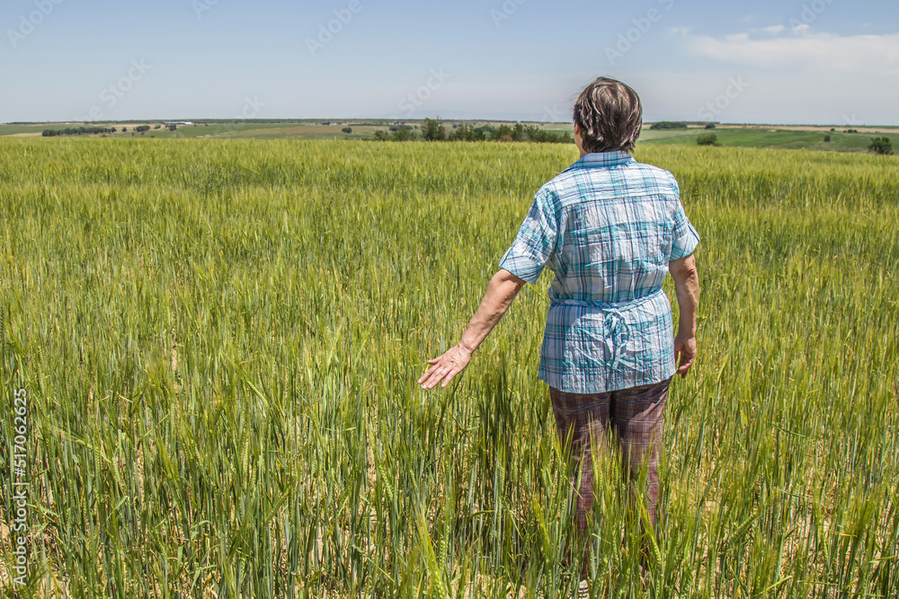 Woman agronomist in a field of unripe wheat.Landscape. Woman agronomist in a field of unripe wheat.Landscape.