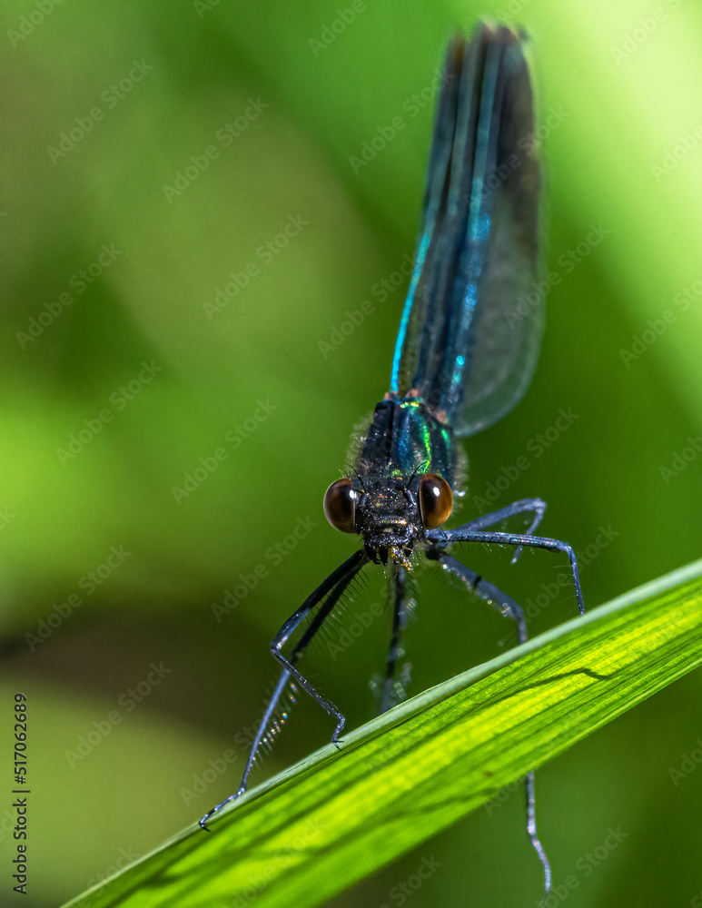 River Jewelwing (Calopteryx aequabilis) Close-up River Jewelwing (Calopteryx aequabilis) Close-up