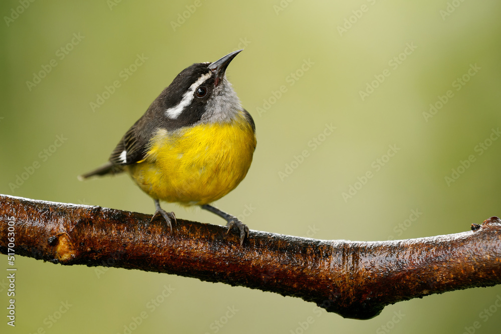 Obraz premium Bananaquit - Coereba flaveola passerine bird, tanager family, often placed in its own family Coerebidae. Small, active nectarivore is found in warmer parts of the Americas