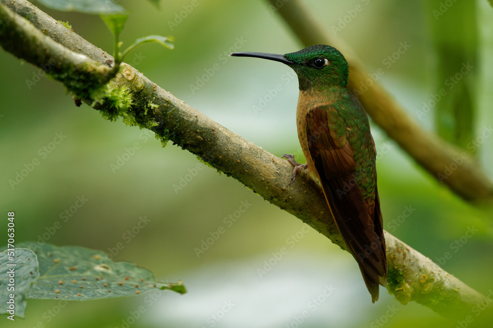 Fototapeta premium Fawn-breasted Brilliant - Heliodoxa rubinoides hummingbird, bird native to South America, in Bolivia, Colombia, Ecuador and Peru, also called lilac-throated brilliant and brillante pechigamuza