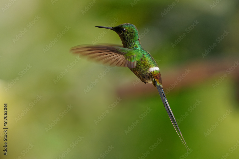 Fototapeta premium Green Thorntail - Discosura conversii small hummingbird in the brilliants, tribe Lesbiini of subfamily Lesbiinae, green bird found in Colombia, Costa Rica, Ecuador and Panama