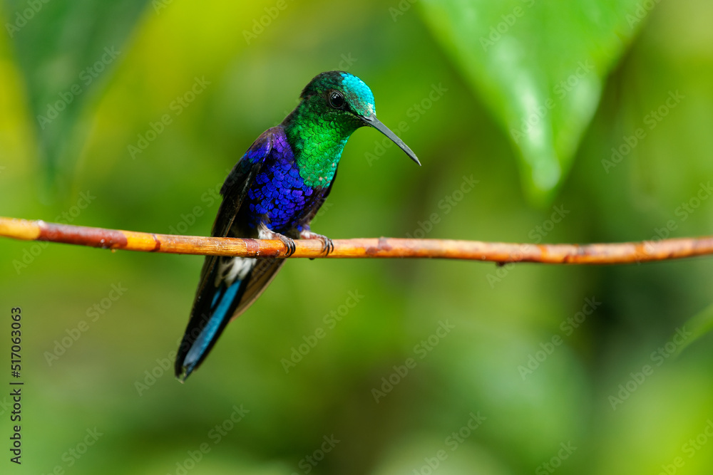 Fototapeta premium Crowned woodnymph - Thalurania colombica green and blue bird in hummingbird family Trochilidae, found in Belize and Guatemala to Peru, blue and green shiny bird on the green background