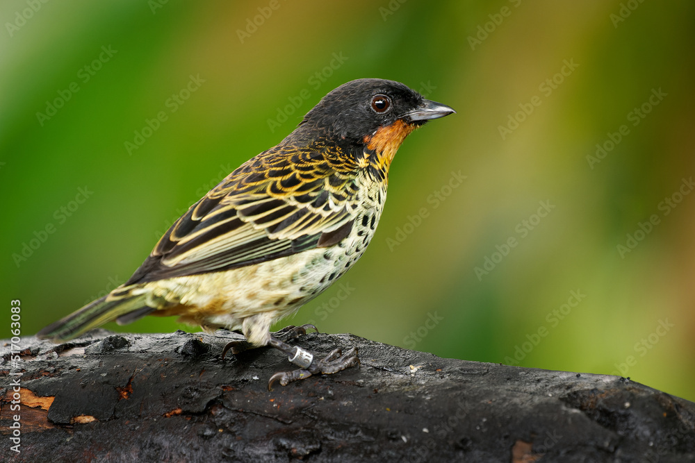 Rufous-throated Tanager - Ixothraupis rufigula bird in Thraupidae, found in Colombia and Ecuador in subtropical or tropical moist montane forests and heavily degraded former forest, green background Rufous-throated Tanager - Ixothraupis rufigula bird in Thraupidae, found in Colombia and Ecuador in subtropical or tropical moist montane forests and heavily degraded former forest, green background