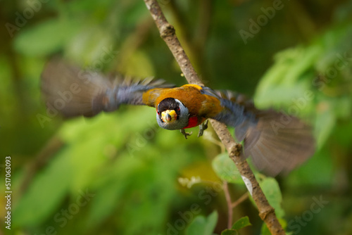 Toucan Barbet - Semnornis ramphastinus flying bird native to Ecuador and Colombia, Semnornithidae, related to the toucans, robust yellow bill, black head with grey throat and nape, red breast belly photo