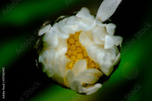 Daisy flower closep photo