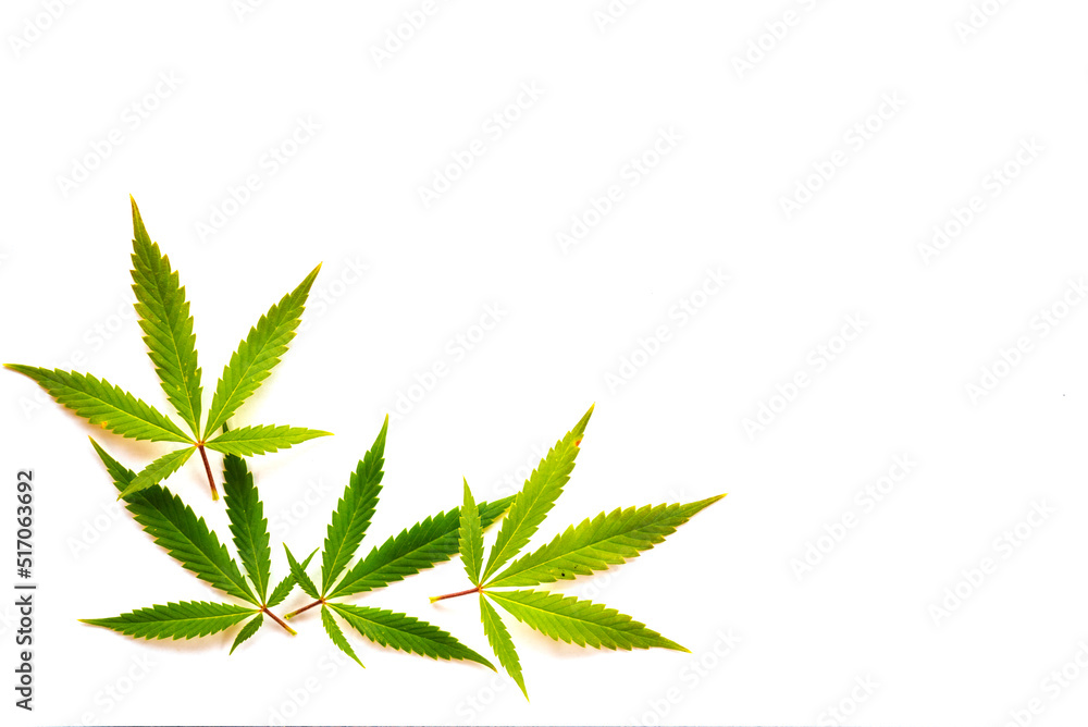 Cannabis leaves (five fingers) Cannabis leaves (five fingers)