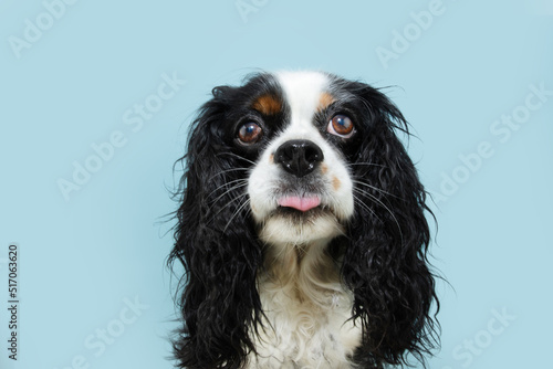 Fotografía Portrait funny and cute cavalier spaniel charles king dog