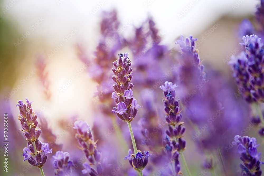 Lavender bushes closeup on sunset. Sunset gleam over purple flowers of lavender Lavender bushes closeup on sunset. Sunset gleam over purple flowers of lavender