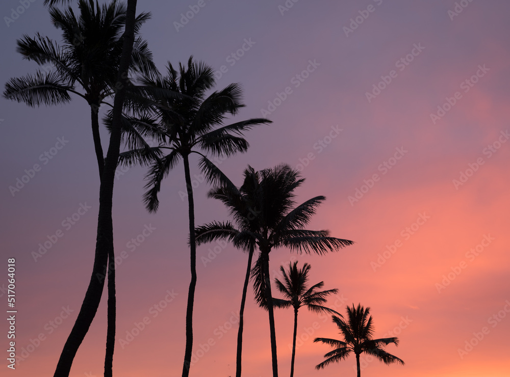 palm trees at sunrise
