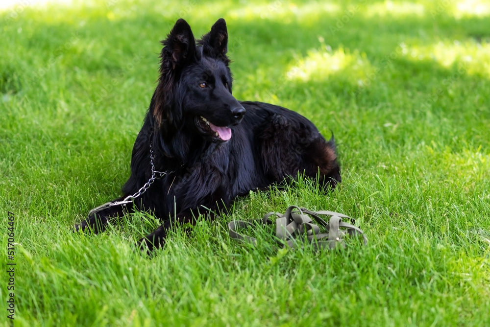 Beautiful black shepherd dog on the grass, on a green background. Beautiful black shepherd dog on the grass, on a green background.
