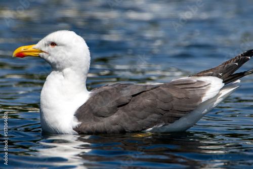 Gulls, or colloquially seagulls, are seabirds of the family Laridae in the suborder Lari. They are related to the terns and skimmers and distantly related to auks, and even more distantly to waders