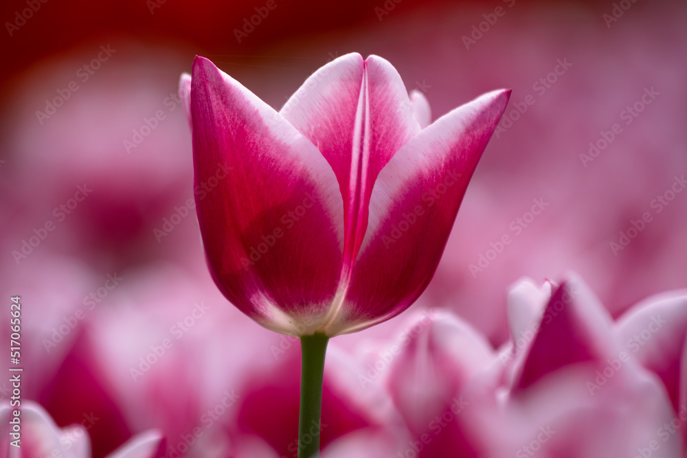Fototapeta premium A pink tulip head. Pink tulips in the park in the spring. Spring blossom concept