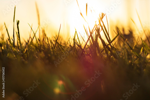 Silhouette of grasses or crops from ground level at sunset. Nature background