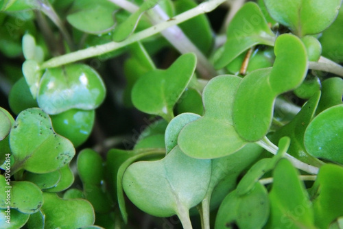 Broken cabbage microgreens  in a box of soil.