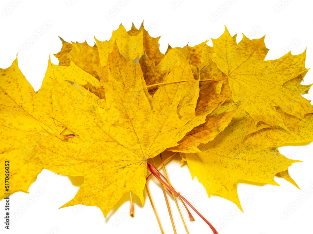 Yellowed maple leaves on a white background. Ikibana. Autumn atmosphere. Item from the autumn forest. Yellowed maple leaves on a white background. Ikibana. Autumn atmosphere. Item from the autumn forest.
