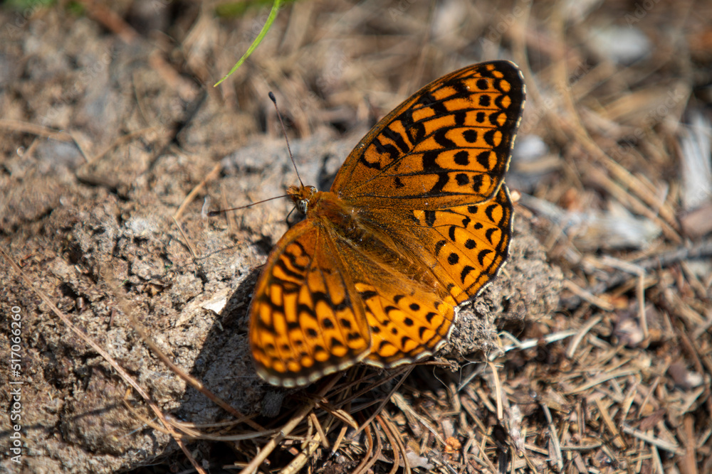 A butterfly (atlantis fritillary) sunning itself in the wild. A butterfly (atlantis fritillary) sunning itself in the wild.